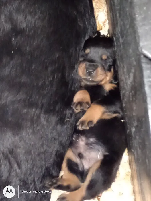 Rottwielers Picture 9