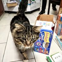 Belleville Animal Hospital ico