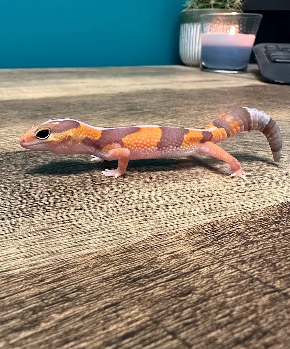 Custom Creatures Pet Shop Picture 9
