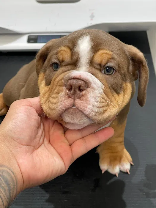 Bully Zone K9 Clinic Picture 3