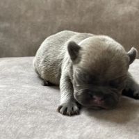 Bully Zone K9 Clinic ico