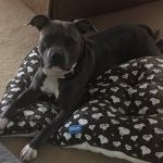 Cedar Grove Animal Hospital