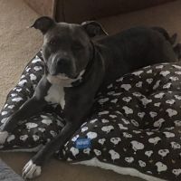 Cedar Grove Animal Hospital ico