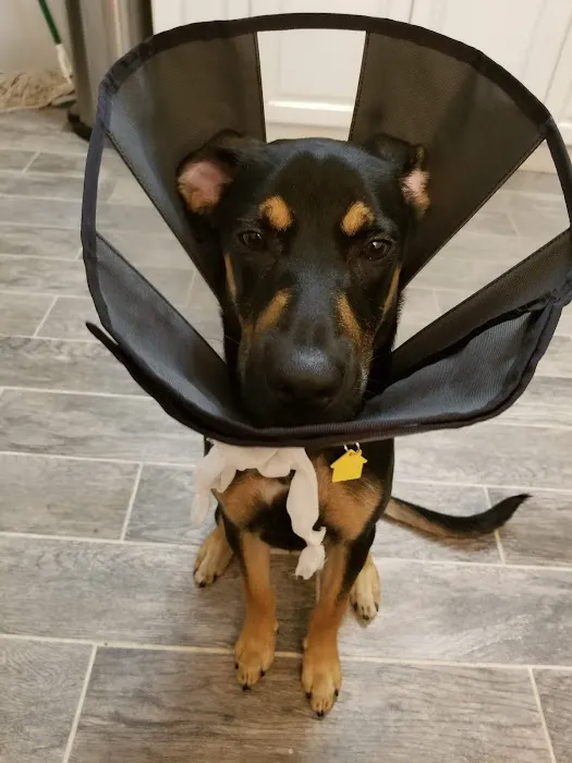 Well Pet Animal Hospital Picture 1