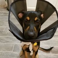 Well Pet Animal Hospital ico