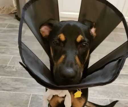 Well Pet Animal Hospital