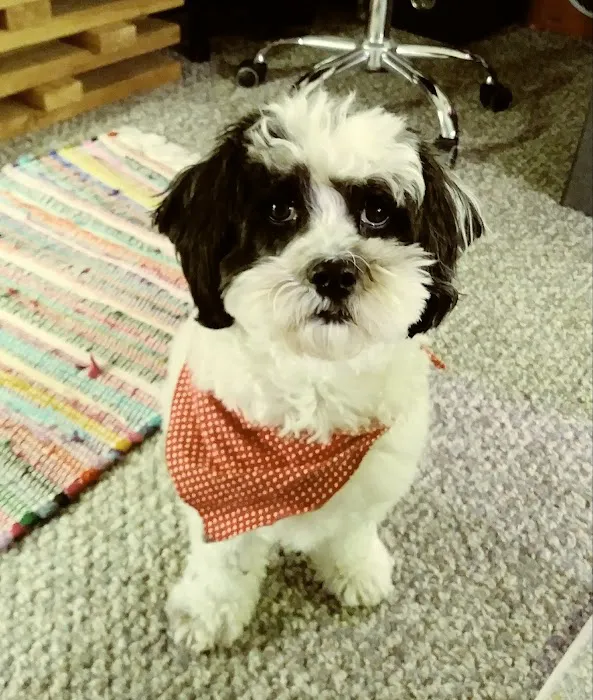 Well Pet Animal Hospital Picture 6