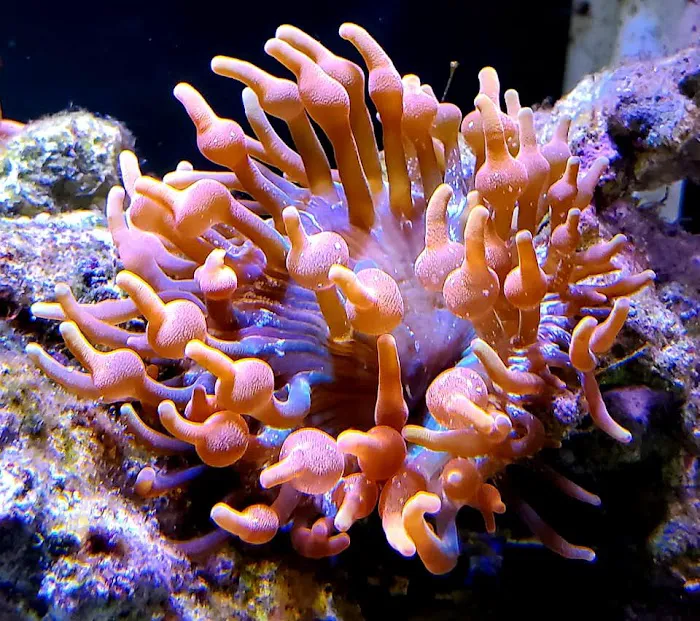 Tropicorium Mini-Reef Picture 9
