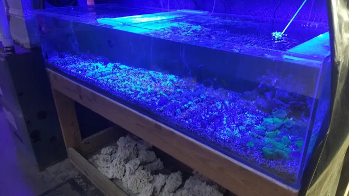 Tropicorium Mini-Reef Picture 6