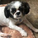 Wayne Hills Animal Hospital