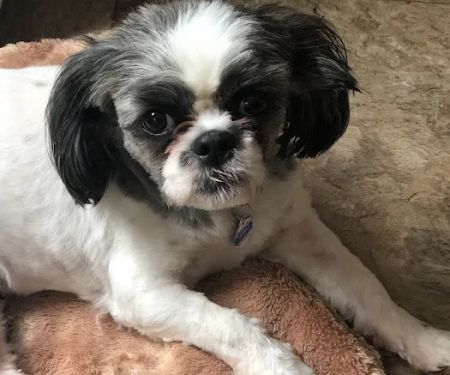 Wayne Hills Animal Hospital