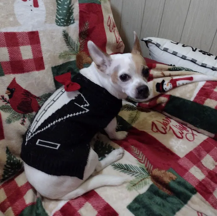 South River Veterinary Clinic Picture 4