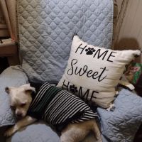 South River Veterinary Clinic ico