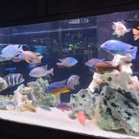 Preuss Pets ico