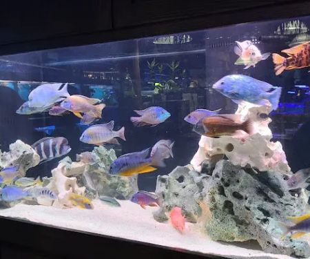 Preuss Pets