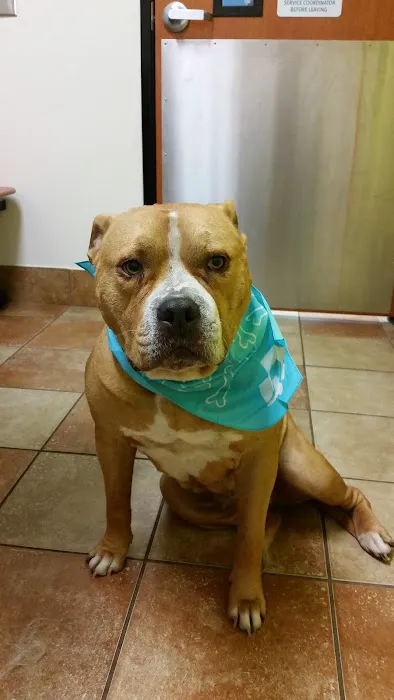 Banfield Pet Hospital Picture 4