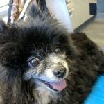 Raritan Animal Hospital