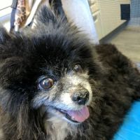 Raritan Animal Hospital ico
