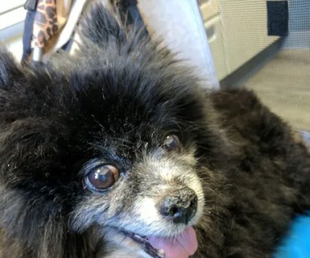 Raritan Animal Hospital