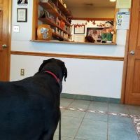 Matawan Animal Hospital ico