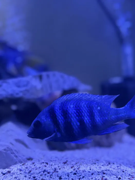 Aquatic Treasures/Bruces Pond Shop Picture 4