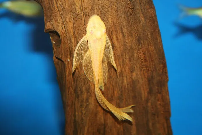 Aquatic Treasures/Bruces Pond Shop Picture 9