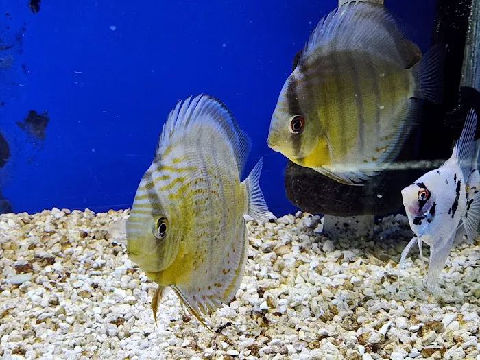Aquatic Treasures/Bruces Pond Shop Picture 7