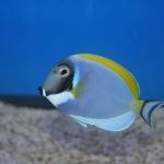 Aquatic Treasures/Bruces Pond Shop