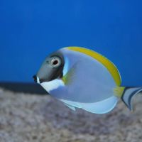 Aquatic Treasures/Bruces Pond Shop ico