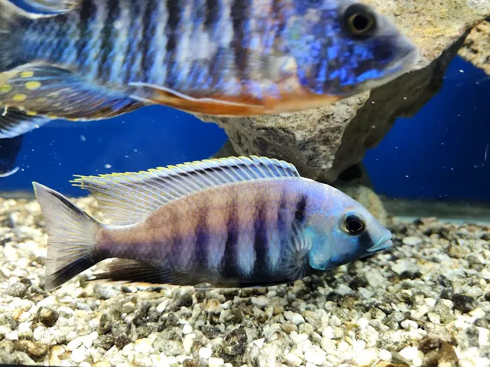 Aquatic Treasures/Bruces Pond Shop Picture 6