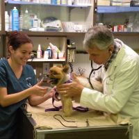 Berg Animal Hospital ico