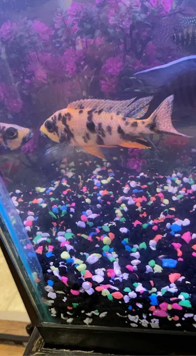 Cunningham Tropicals, LLC Picture 7