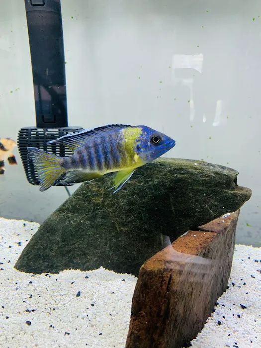 Cunningham Tropicals, LLC Picture 3