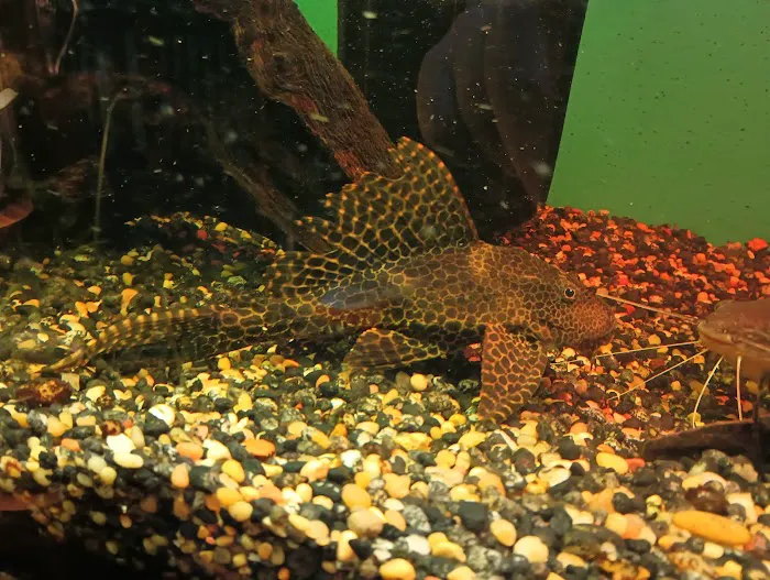 Cunningham Tropicals, LLC Picture 2