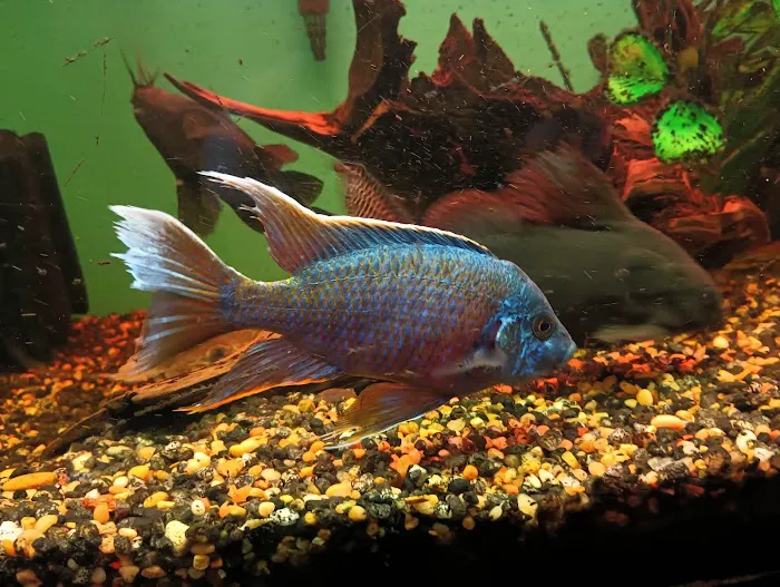 Cunningham Tropicals, LLC Picture 4