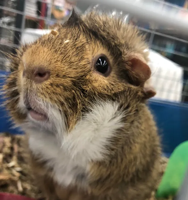I Love My Pets Picture 1