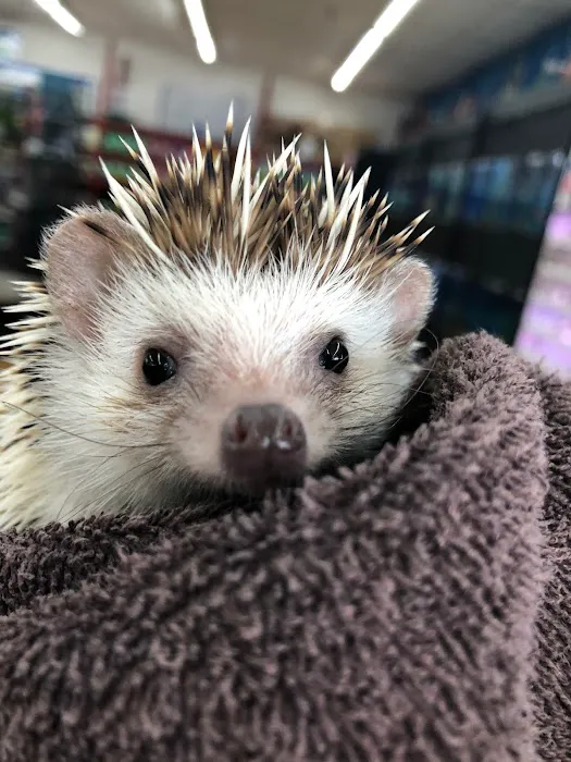 I Love My Pets Picture 3