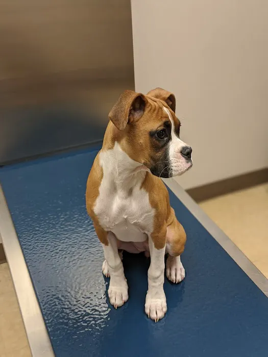 Route 516 Animal Hospital Picture 8