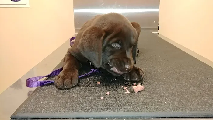 Route 516 Animal Hospital Picture 2