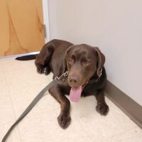 Route 516 Animal Hospital ico