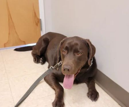 Route 516 Animal Hospital