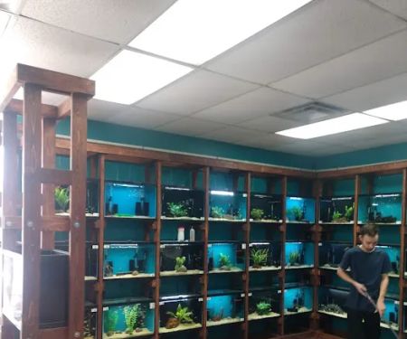 Clean Aquariums