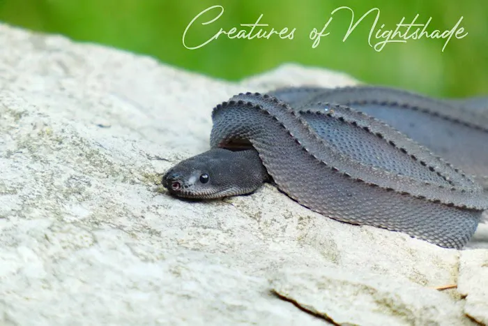 Creatures of Nightshade Picture 5