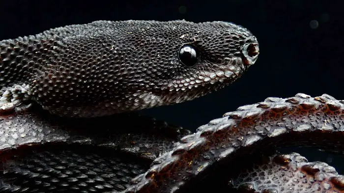 Creatures of Nightshade Picture 2