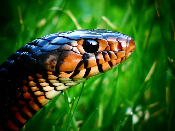 Creatures of Nightshade Picture 10