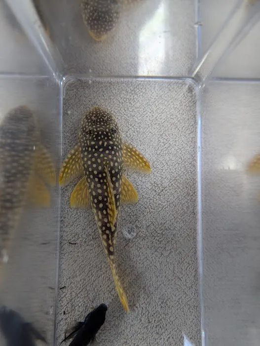 Fish gal Aquatics Picture 2