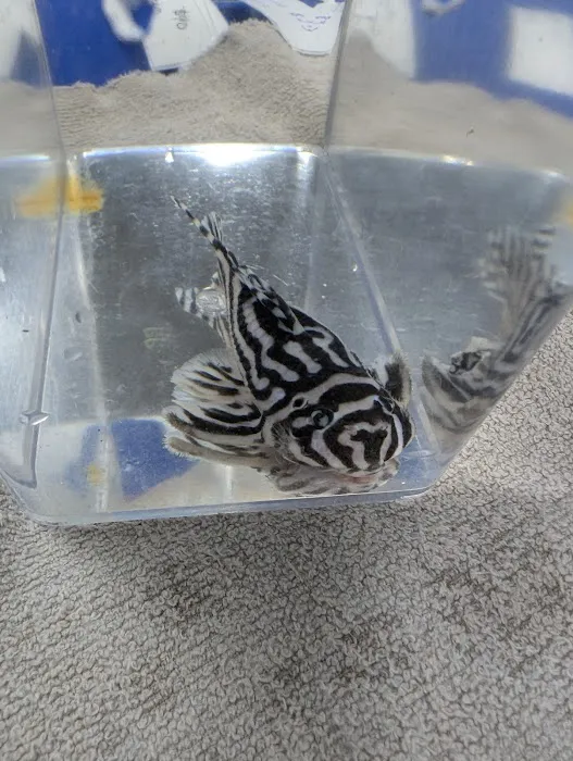 Fish gal Aquatics Picture 7
