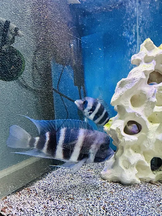 Fish girl aquatics Picture 3