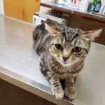 Piscataway Animal Clinic