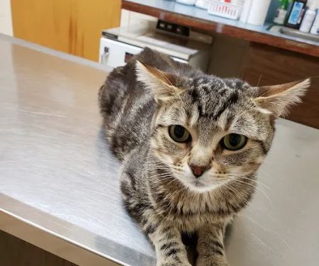 Piscataway Animal Clinic